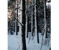 Snöklädda stammar