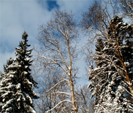 Trädtoppar