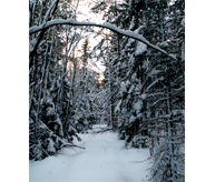 Snöskog