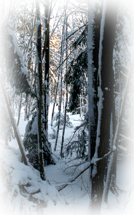 [Vinterskog]